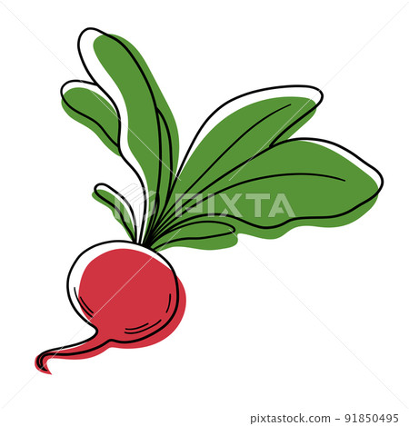 Vector red radish. Stylized radish. Vegetable vector isolated. Vegetable icon. Radish icon. 91850495