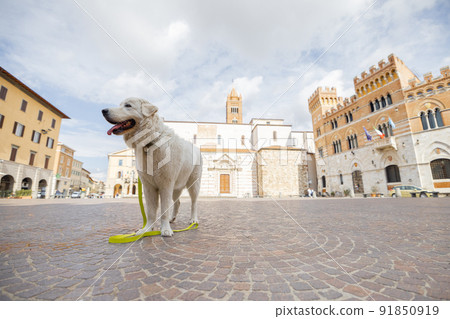 Italian Maremmano abruzzese sheepdog on the central square of Grosseto town in Maremma region 91850919