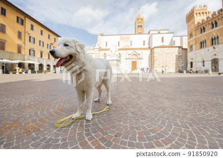 Italian Maremmano abruzzese sheepdog on the central square of Grosseto town in Maremma region 91850920