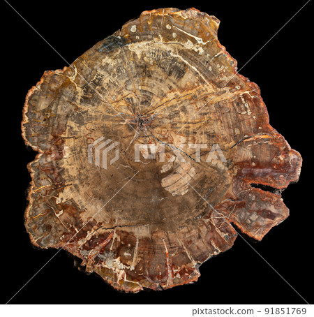 Piece of petrified wood on black background 91851769