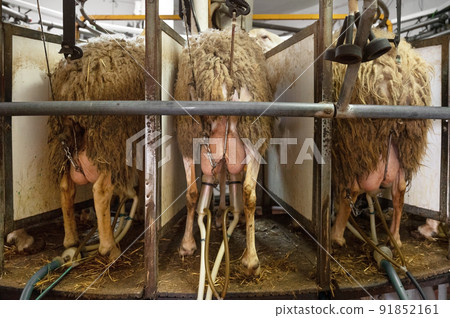 milking sheep at the dairy farm 91852161