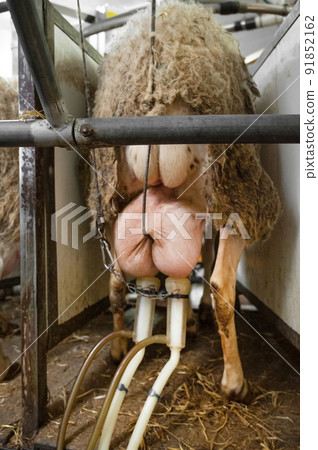 milking sheep at the dairy farm 91852162