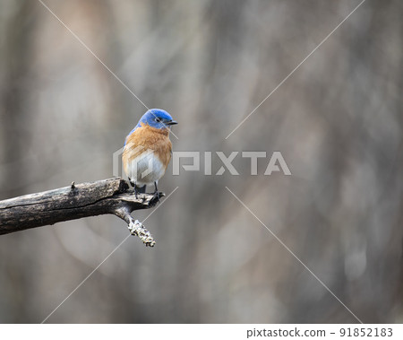 Eastern Bluebird Perched on End of Limb 91852183