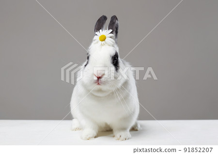 white rabbit with flower on head. Funny fluffy rabbit. Easter bunny white rabbit with flower on head. Funny fluffy rabbit. Easter bunny 91852207