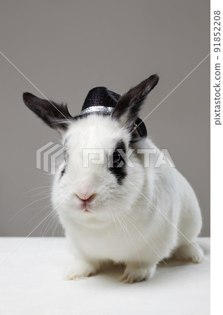 white rabbit with hat on his head. Funny fluffy rabbit white rabbit with hat on his head. Funny fluffy rabbit 91852208