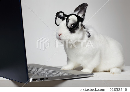 funny rabbit with computer. animal business 91852246