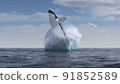 Humpback whale jumps out of the water 91852589
