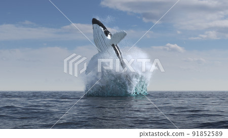 Humpback whale jumps out of the water Humpback whale jumps out of the water 91852589