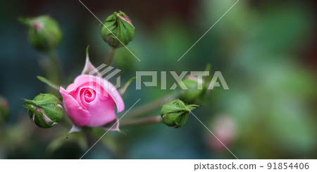 Pink rose Bonica with buds in the garden. Perfect for background of greeting cards Pink rose Bonica with buds in the garden. Perfect for background of greeting cards 91854406