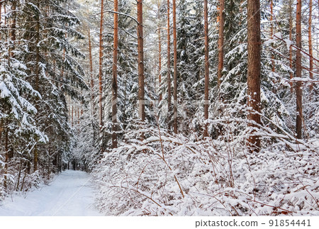 Snowy winter forest on a sunny day. Snow-white road with a ski track. Snow covered trees and bushes Snowy winter forest on a sunny day. Snow-white road with a ski track. Snow covered trees and bushes 91854441