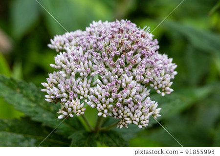 在鳥取縣大山發現的夏季花卉 91855993