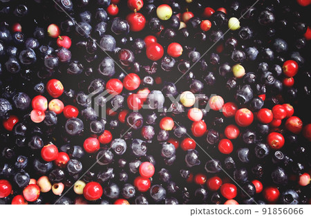 Forest berries Forest berries 91856066