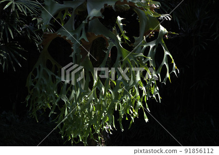 A bat orchid that adheres to other trees and grows well so far A bat orchid that adheres to other trees and grows well so far 91856112