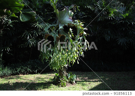 A bat orchid that adheres to other trees and grows well so far A bat orchid that adheres to other trees and grows well so far 91856113