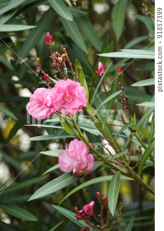Pointed green leaves and pink oleander flowers 91857399