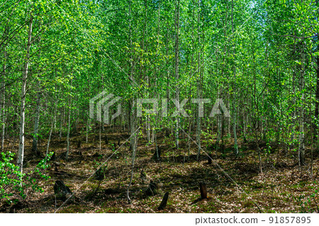 young birch growth on the site of a burnt old forest on peat bog 91857895