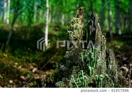 remains of a rotten stump in the forest, covered with moss and lichen 91857896