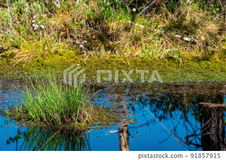 marsh landscape with grass tussocks and reflection in open water marsh landscape with grass tussocks and reflection in open water 91857915