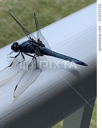 Orthetrum albisum 藍蜻蜓 Orthetrum albisum 藍蜻蜓 91858329