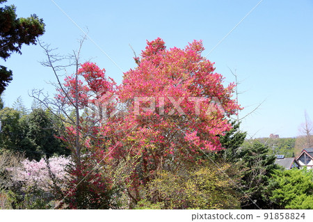 Akabanatokiwamansaku花 91858824