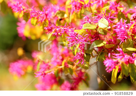 Akabanatokiwamansaku花 91858829