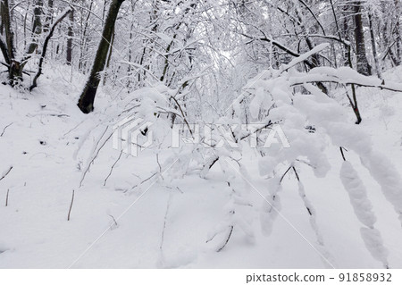 deciduous trees in winter after a snowfall deciduous trees in winter after a snowfall 91858932
