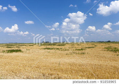 agricultural field with mature golden yellow cereals 91858965