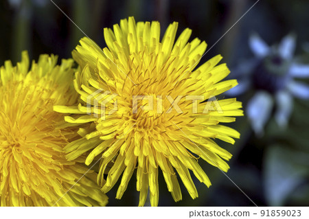 spring flowers dandelions on the field during blooming 91859023