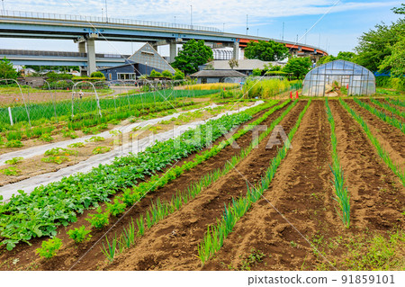 東京足立區足立區都市農業公園田地和溫室 東京足立區足立區都市農業公園田地和溫室 91859101