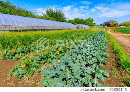 Adachi Ward Urban Agricultural Park Field and Greenhouse in Adachi Ward, Tokyo Adachi Ward Urban Agricultural Park Field and Greenhouse in Adachi Ward, Tokyo 91859143