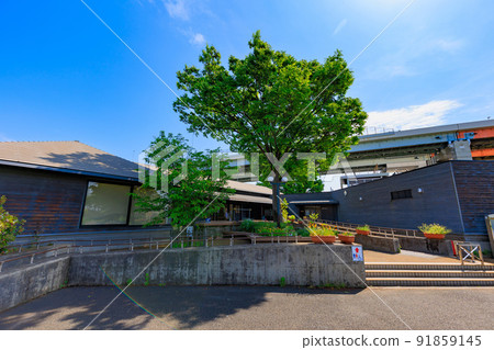 Adachi Ward Urban Agricultural Park in Adachi Ward, Tokyo, Gangbuk's Five Color Cherry Blossom Material Exhibition Room Adachi Ward Urban Agricultural Park in Adachi Ward, Tokyo, Gangbuk's Five Color Cherry Blossom Material Exhibition Room 91859145