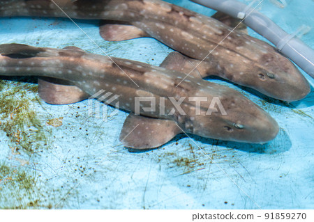 登別海洋公園尼克斯觸摸池 登別海洋公園尼克斯觸摸池 91859270