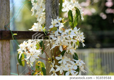Sengenesou花 Sengenesou花 91859588