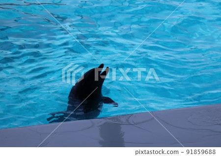 A landscape with a silhouette of a dolphin coming out of the aquarium's breeding pool A landscape with a silhouette of a dolphin coming out of the aquarium's breeding pool 91859688