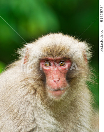 Wild Japanese monkey Azumino 91859784