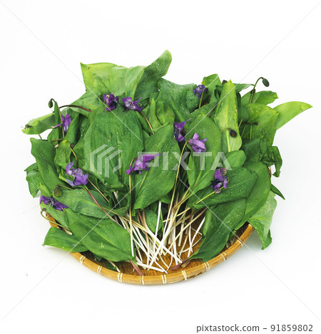 山慈姑 山慈姑 91859802