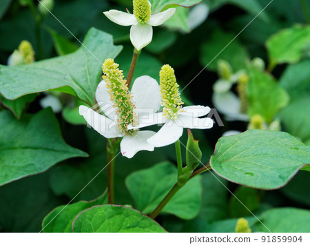北達見花 北達見花 91859904