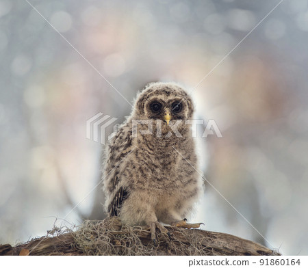 Barred Owlet Perches on a Branch 91860164