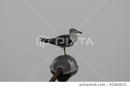 EOS5D. Hiroshima Onomichi, a seagull on a streetlight. 91860632