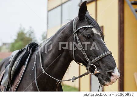 Gorgeous Horse Outdoors 91860955