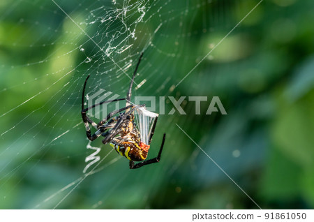 捕獲昆蟲的 Argiope amoena 91861050