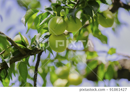 景觀材料：夏日清爽陽光下的李子果實 91861427