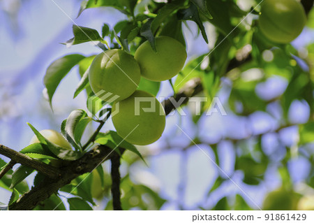 Landscape material: Plum fruits in the refreshing summer sun 91861429
