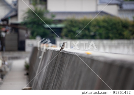 EOS5D. Hiroshima Onomichi, a wild bird on the embankment. 91861452