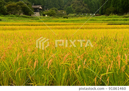 Kewara梯田 91861460