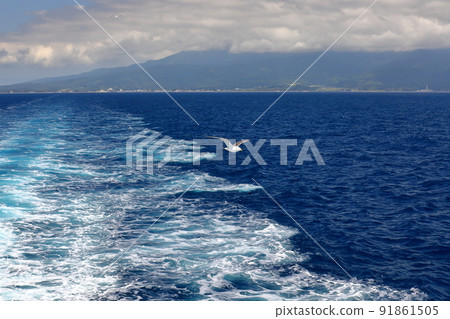 A black-tailed gull and a wake from the Sado Kisen Ferry that connects Niigata Port and Ryotsu, Sado Island, Niigata City, Niigata Prefecture. A black-tailed gull and a wake from the Sado Kisen Ferry that connects Niigata Port and Ryotsu, Sado Island, Niigata City, Niigata Prefecture. 91861505