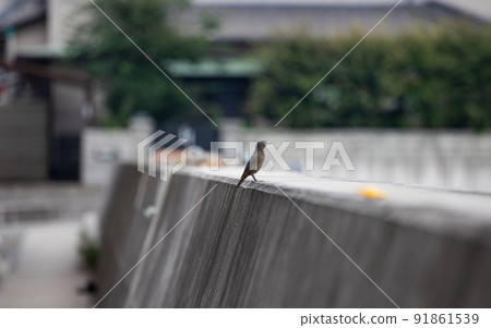 EOS5D. Hiroshima Onomichi, Blue Rock Thrush and Bokeh. EOS5D. Hiroshima Onomichi, Blue Rock Thrush and Bokeh. 91861539