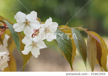 櫻花花三輪 櫻花花三輪 91861950