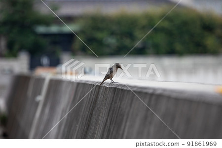 EOS5D. Hiroshima Onomichi, Blue Rock Thrush. EOS5D. Hiroshima Onomichi, Blue Rock Thrush. 91861969
