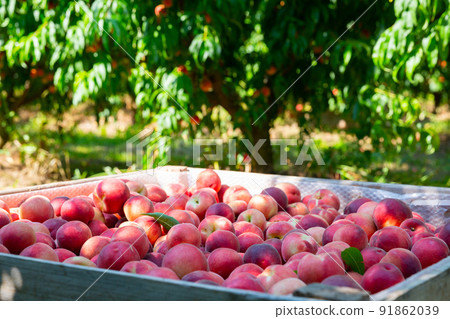 Ripe peaches in a wooden crate in the garden on day 91862039